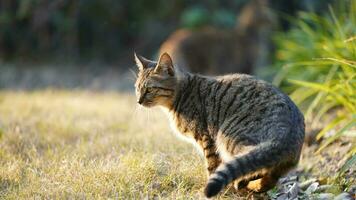 One cute cat having a rest in the yard photo