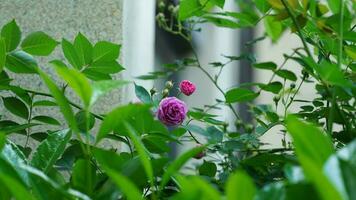 The beautiful flowers blooming in the garden in spring with the warm sunlight photo