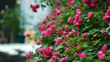 The beautiful flowers blooming in the garden in spring with the warm sunlight photo