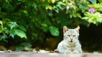 One cute cat having a rest in the yard photo