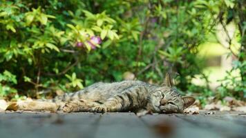 One cute cat having a rest in the yard photo