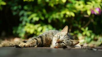 One cute cat having a rest in the yard photo