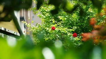 The beautiful flowers blooming in the garden in spring with the warm sunlight photo