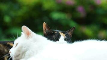 One cute cat having a rest in the yard photo