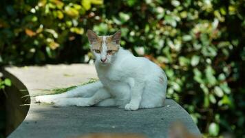 One cute cat having a rest in the yard photo