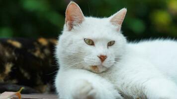 One cute cat having a rest in the yard photo