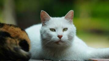 One cute cat having a rest in the yard photo