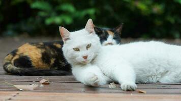 One cute cat having a rest in the yard photo