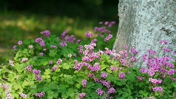 The beautiful flowers blooming in the garden in spring with the warm sunlight photo