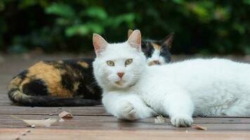 One cute cat having a rest in the yard photo