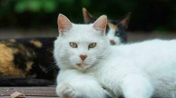 One cute cat having a rest in the yard photo