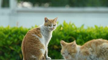 One adorable wild cat sitting in the garden for resting photo