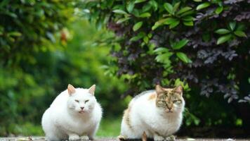 One adorable wild cat sitting in the garden for resting photo