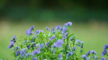 The beautiful flowers blooming in the garden in spring with the warm sunlight photo