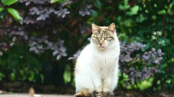 One adorable wild cat sitting in the garden for resting photo