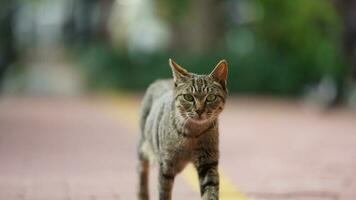 One adorable wild cat sitting in the garden for resting photo