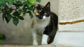 One adorable wild cat sitting in the garden for resting photo