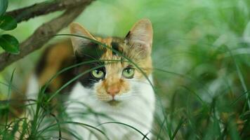 One adorable wild cat sitting in the garden for resting photo