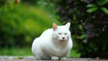 One adorable wild cat sitting in the garden for resting photo