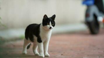 One adorable wild cat sitting in the garden for resting photo