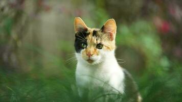 One adorable wild cat sitting in the garden for resting photo