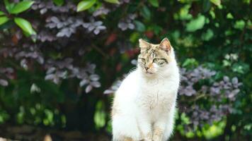 One adorable wild cat sitting in the garden for resting photo