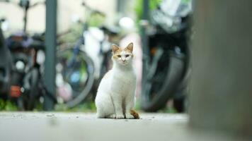 One adorable wild cat sitting in the garden for resting photo