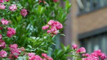 The beautiful flowers blooming in the garden in spring with the warm sunlight photo