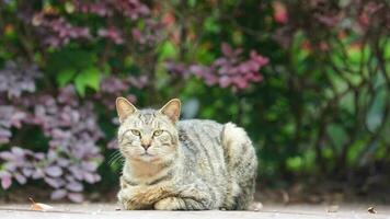 The cute little cat playing in the yard photo