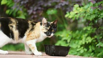 The cute little cat playing in the yard photo