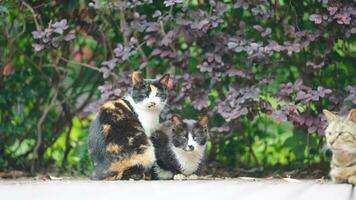 The cute little cat playing in the yard photo