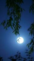 el Luna noche ver con el redondo y blanco Luna en el cielo foto