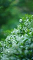 The beautiful flowers blooming in the garden in spring with the warm sunlight photo