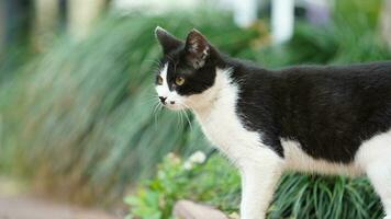 The cute little cat playing in the yard photo