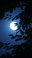 The moon night view with the round and white moon in the sky photo