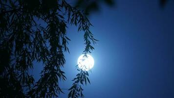 The moon night view with the round and white moon in the sky photo