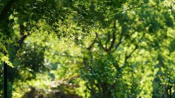 The fresh new leaves full of the trees in spring photo