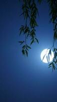 el Luna noche ver con el redondo y blanco Luna en el cielo foto