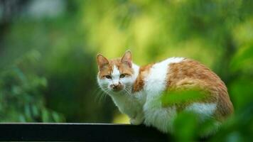 One adorable wild cat sitting in the garden for resting photo