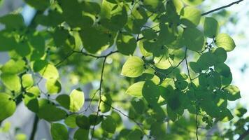 The fresh new leaves full of the trees in spring photo