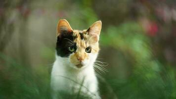 Un adorable gato salvaje sentado en el jardín para descansar. foto