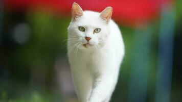 One adorable wild cat sitting in the garden for resting photo