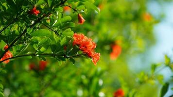 The beautiful flowers blooming in the garden in spring with the warm sunlight photo