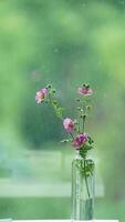 The beautiful flowers blooming in the garden in spring with the warm sunlight photo