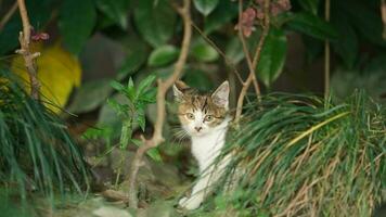 One adorable wild cat sitting in the garden for resting photo