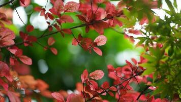 The fresh new leaves full of the maple trees in spring photo