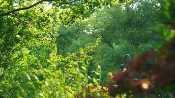 The beautiful flowers blooming in the garden in spring with the warm sunlight photo