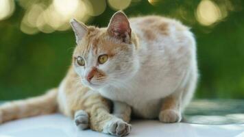 One adorable wild cat sitting in the garden for resting photo