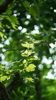 The fresh new leaves full of the trees in spring photo