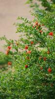 The beautiful flowers blooming in the garden in spring with the warm sunlight photo